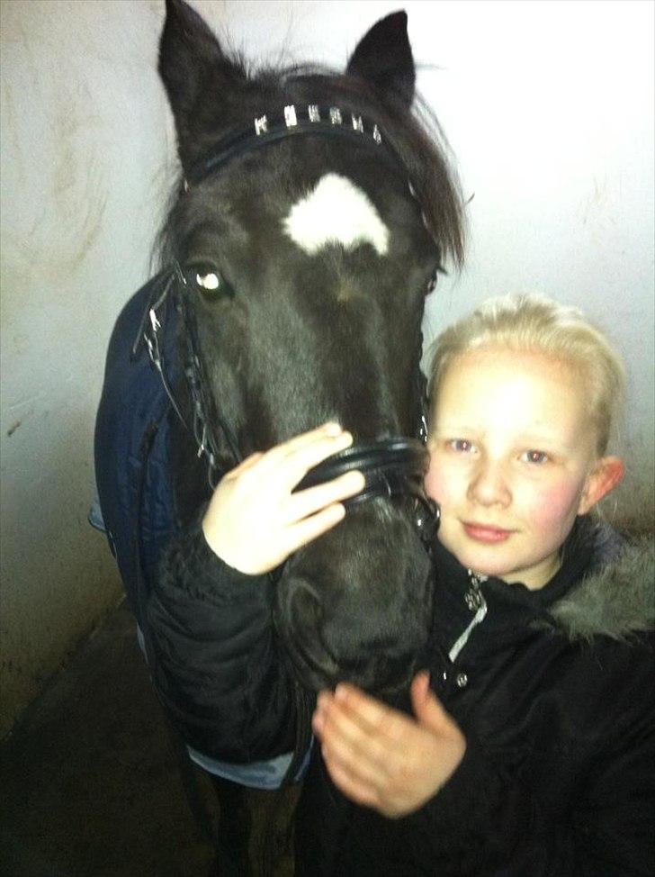 Welsh Pony (sec B) Callunas Keeshia billede 1