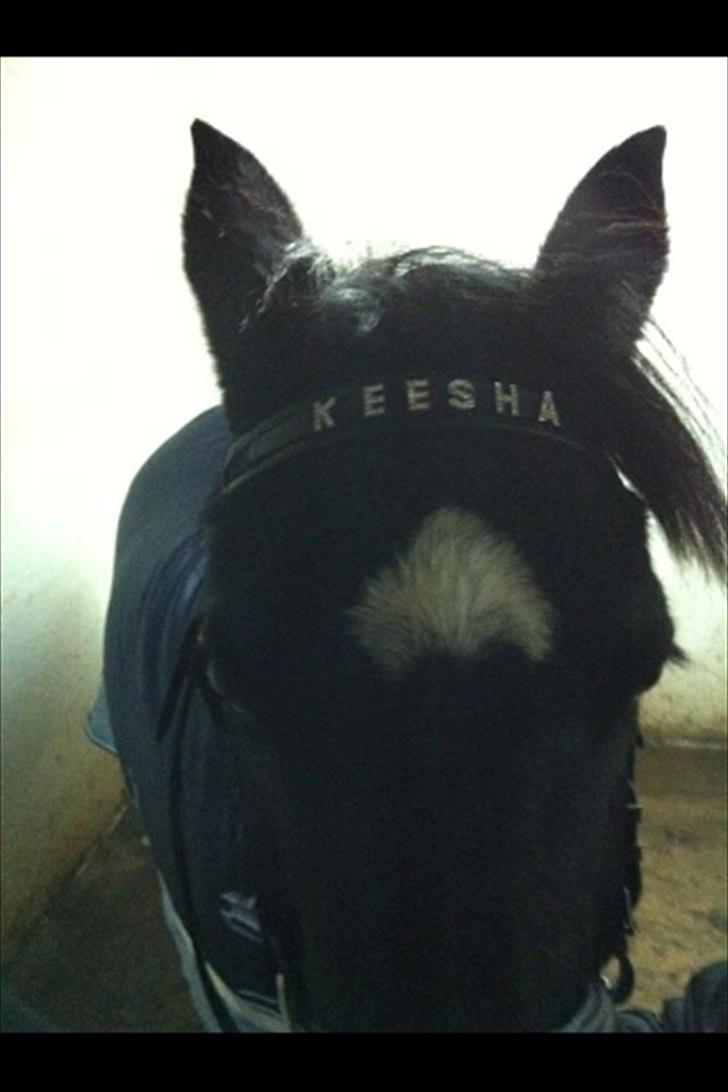 Welsh Pony (sec B) Callunas Keeshia billede 2