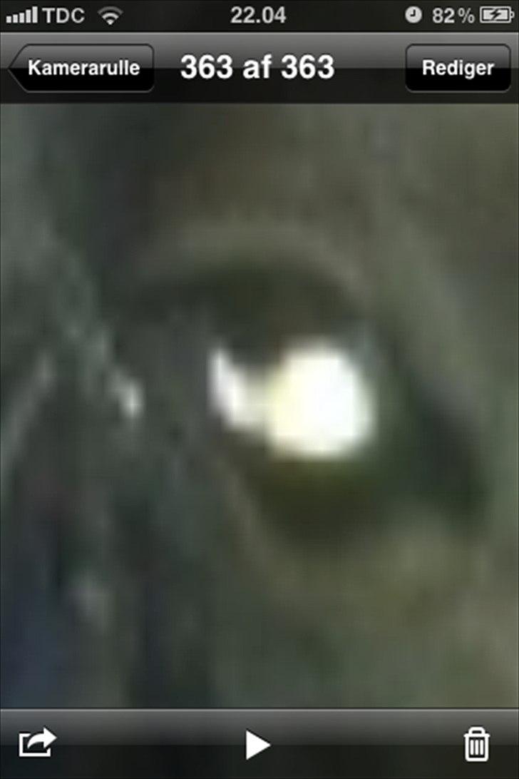 Welsh Pony (sec B) Callunas Keeshia billede 3