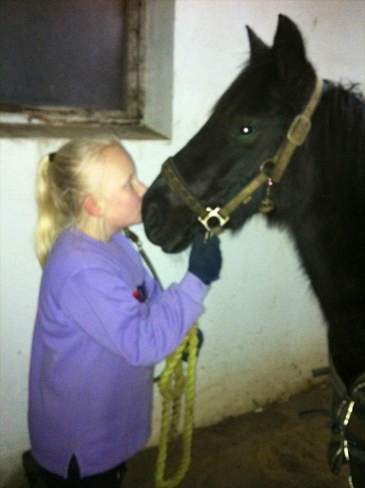 Welsh Pony (sec B) Callunas Keeshia billede 4
