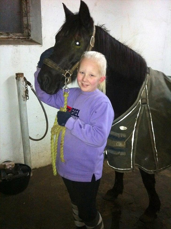 Welsh Pony (sec B) Callunas Keeshia billede 5