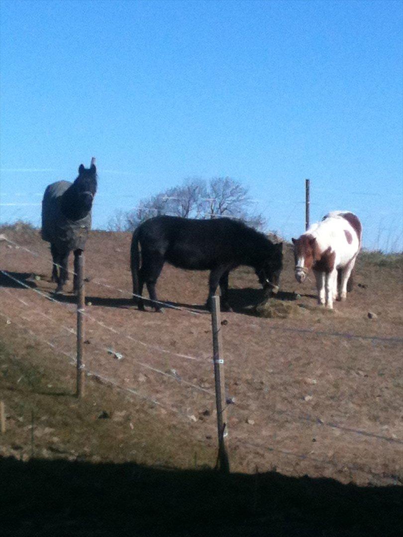 Welsh Pony (sec B) Callunas Keeshia billede 6
