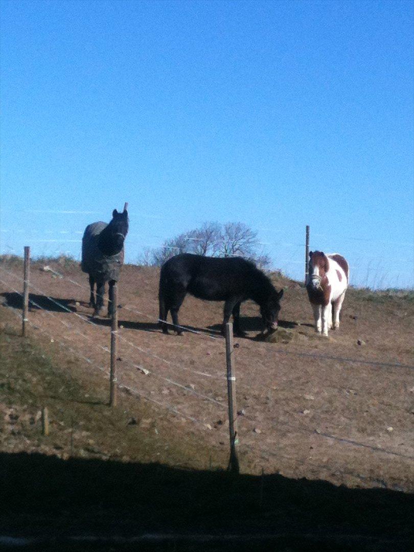 Welsh Pony (sec B) Callunas Keeshia billede 7