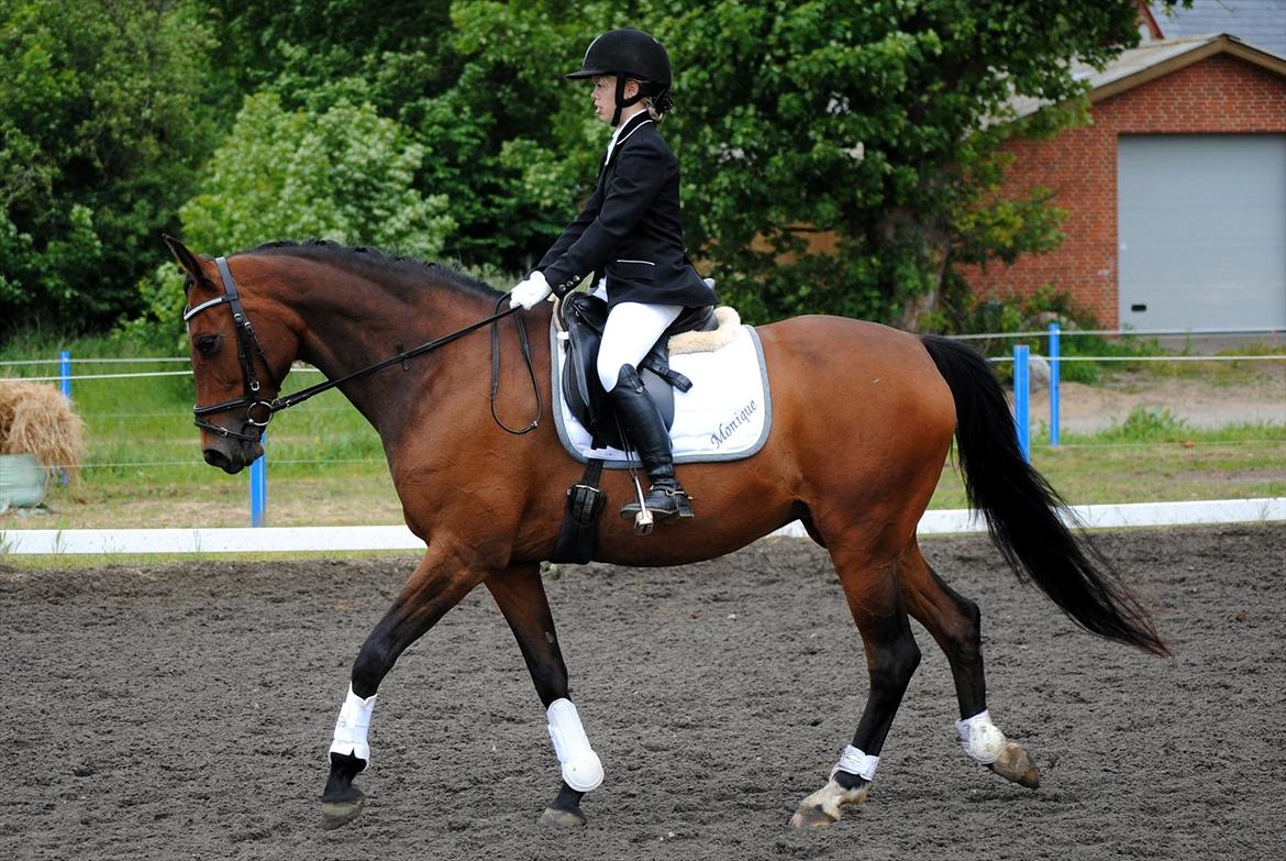 Dansk Varmblod Monique - Monique og jeg til stævne i MJR, juni 2012, her i en LC1 eller LC2 [Foto: mor med mit kamera] billede 6