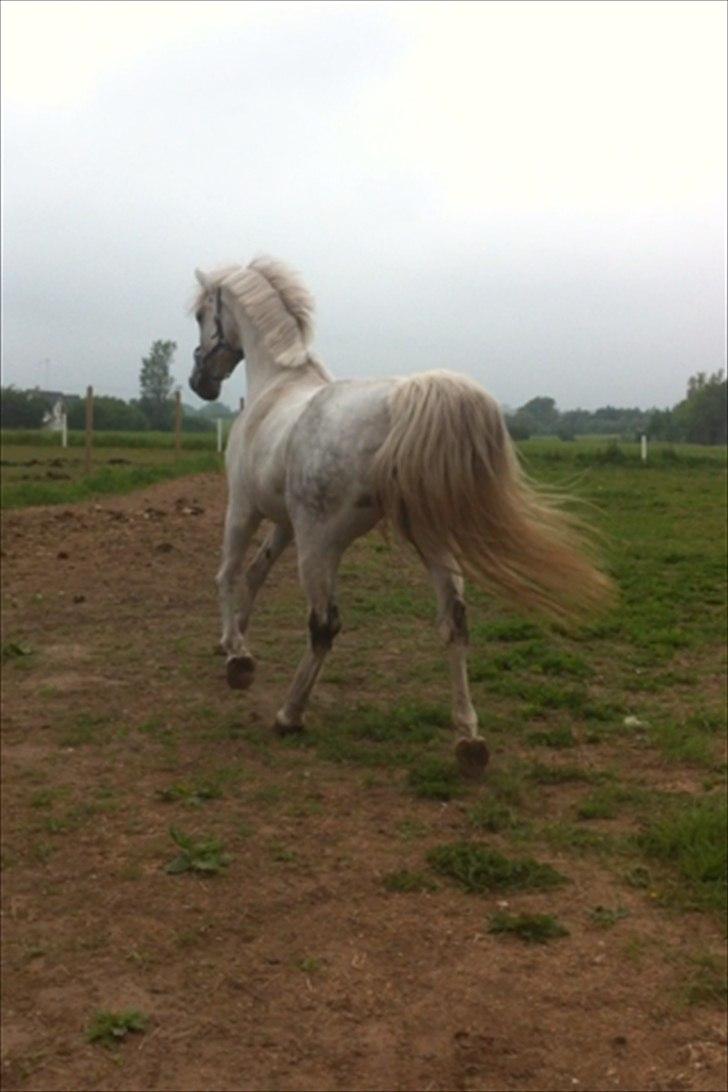 Holstener Calina billede 2
