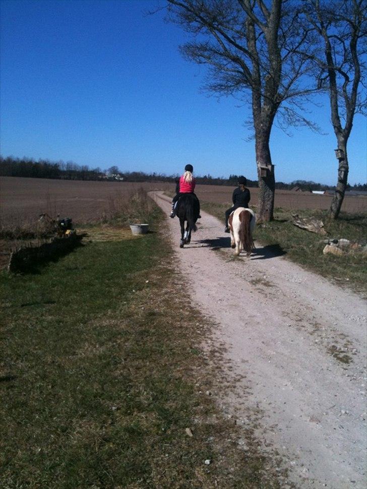 Welsh Pony (sec B) Callunas Keeshia billede 8