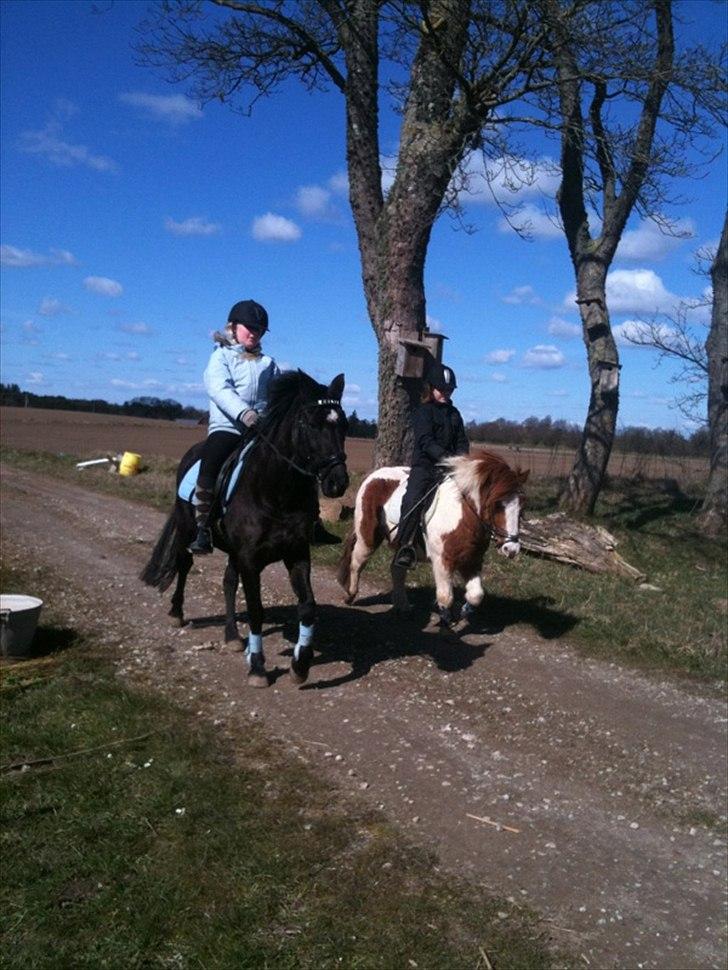 Welsh Pony (sec B) Callunas Keeshia billede 9