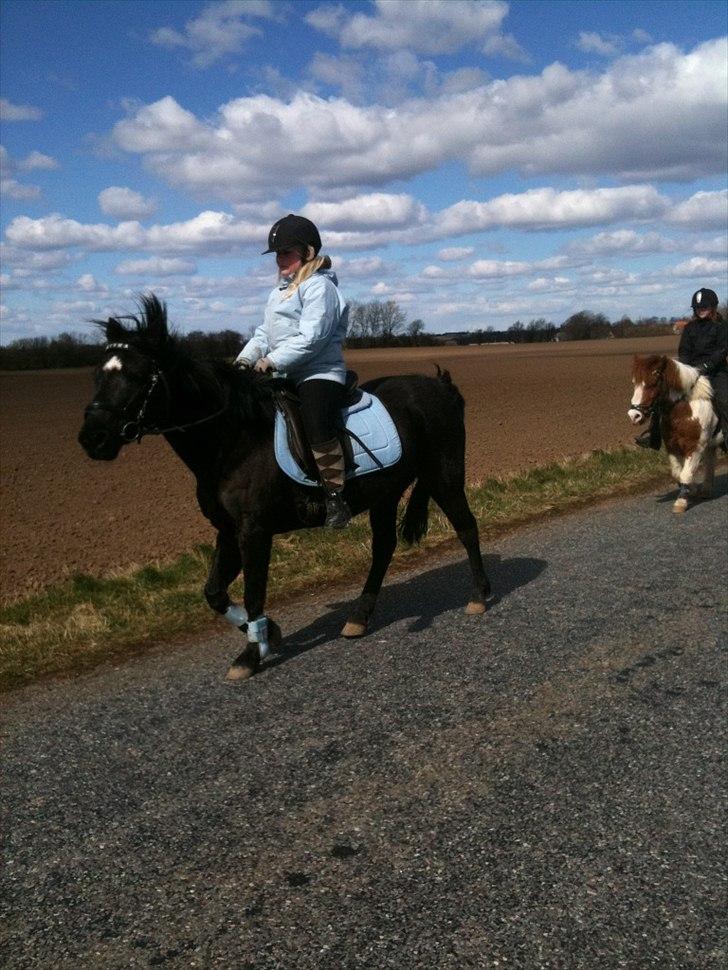 Welsh Pony (sec B) Callunas Keeshia billede 10