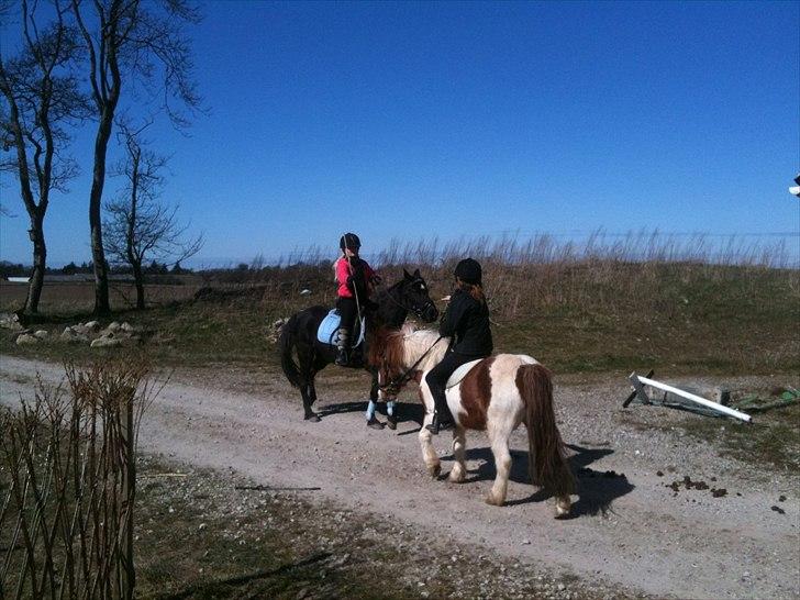 Welsh Pony (sec B) Callunas Keeshia billede 13