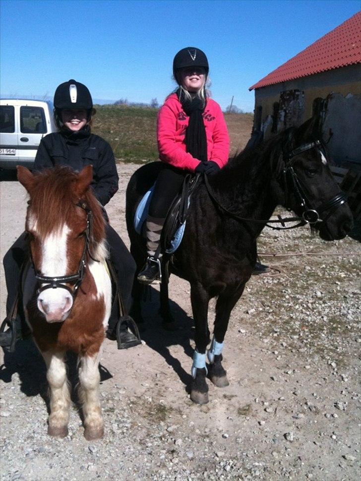 Welsh Pony (sec B) Callunas Keeshia billede 14
