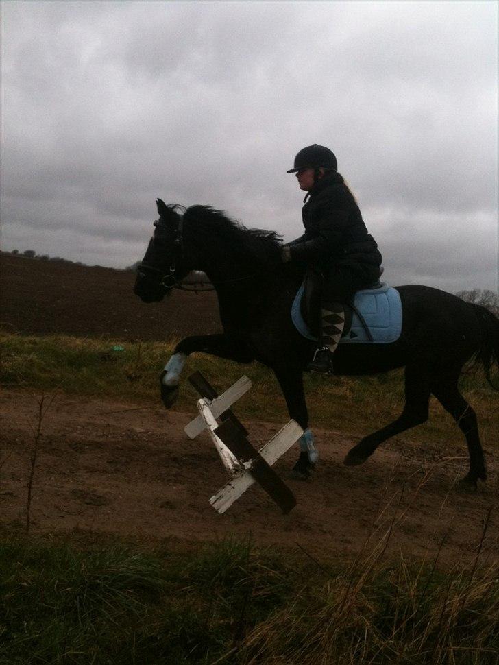 Welsh Pony (sec B) Callunas Keeshia billede 15