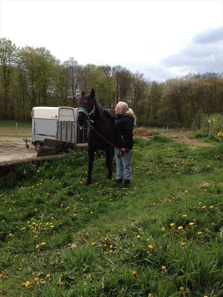 Welsh Pony (sec B) Callunas Keeshia billede 16