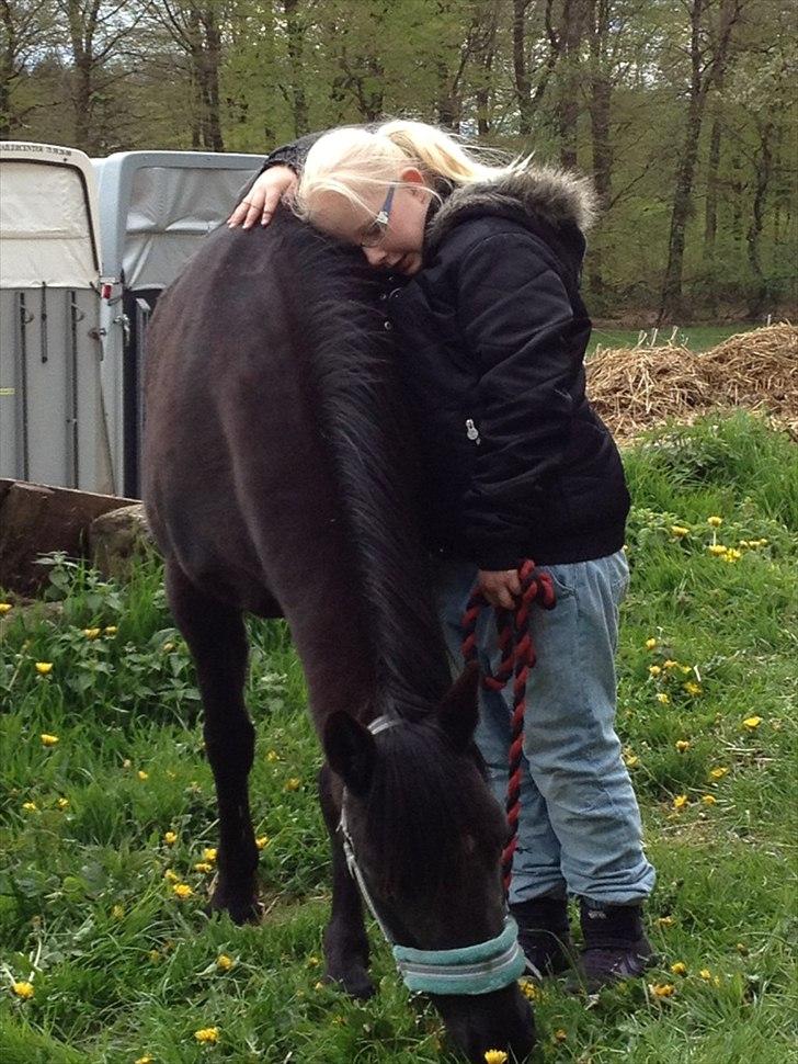 Welsh Pony (sec B) Callunas Keeshia billede 18