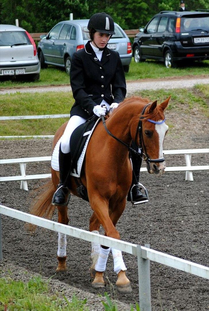 Hollandsk Sportspony Edo - Foto: Rikke Bech Hansen
Midtjysk rideklub 2012 billede 10