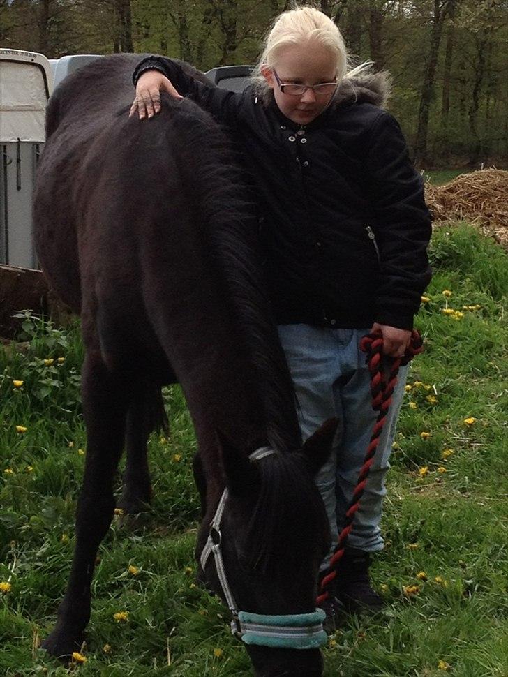 Welsh Pony (sec B) Callunas Keeshia billede 19