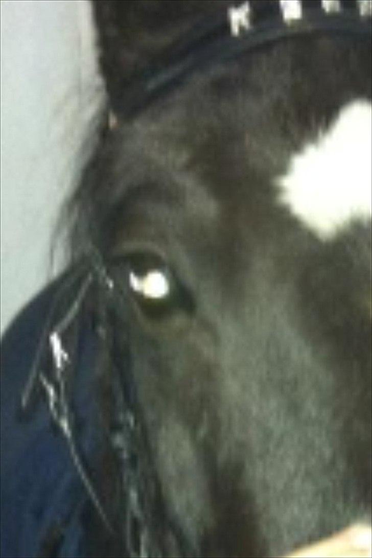 Welsh Pony (sec B) Callunas Keeshia billede 20
