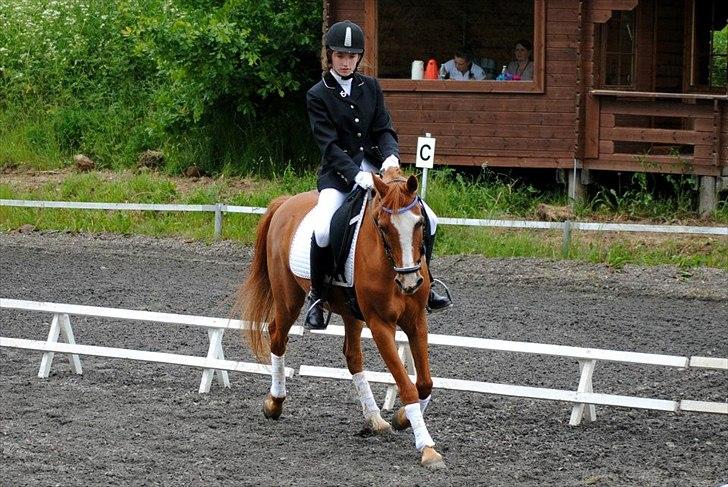 Hollandsk Sportspony Edo - Foto: Rikke Bech Hansen Midtjysk rideklub 2012 billede 14