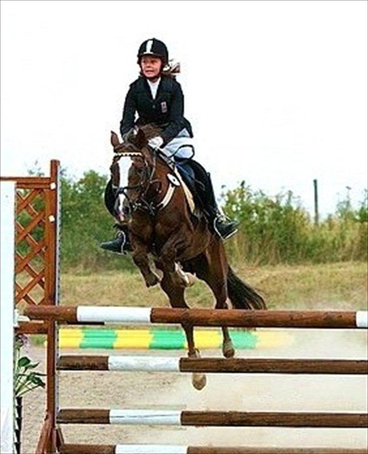 New Forest Luna billede 20