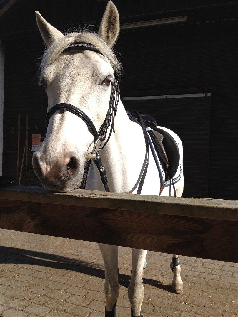 Connemara Columbine<3 - Står og "hænger ud" efter turen<3 billede 9