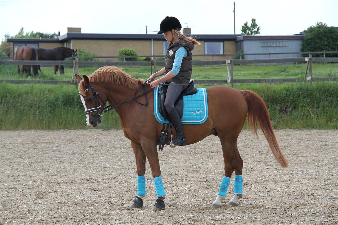 Arabisk fuldblod (OX) |Tyson Of Tas OX| - Velkommen til Tyson :)
Læg gerne en komennatar..
Trænning D. 9 Juni 12'.. Parader med min elskede dreng billede 2