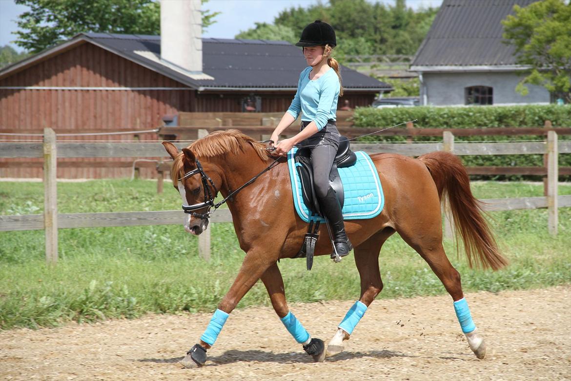 Arabisk fuldblod (OX) |Tyson Of Tas OX| - Trænning D. 9 Juni 12' Arb Trav
'' At svæve hanover jordne med dig er som at flyve let på en sky!,, billede 8