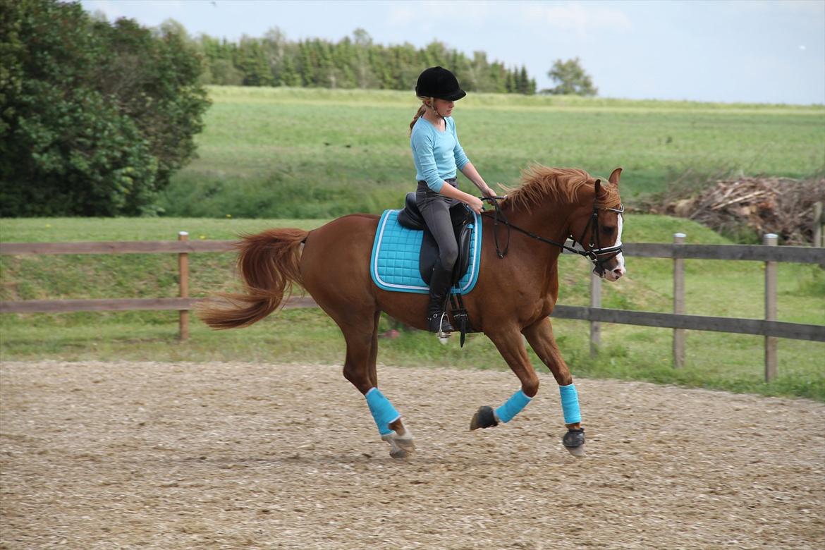 Arabisk fuldblod (OX) |Tyson Of Tas OX| - Trænning D. 9 Juni
Arb. Gallop mit pony dyr var super dygtig :)  billede 9