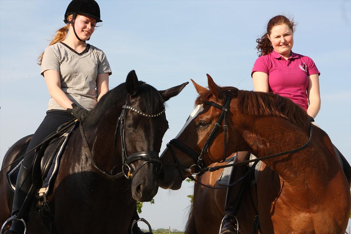 Trakehner Medina billede 9