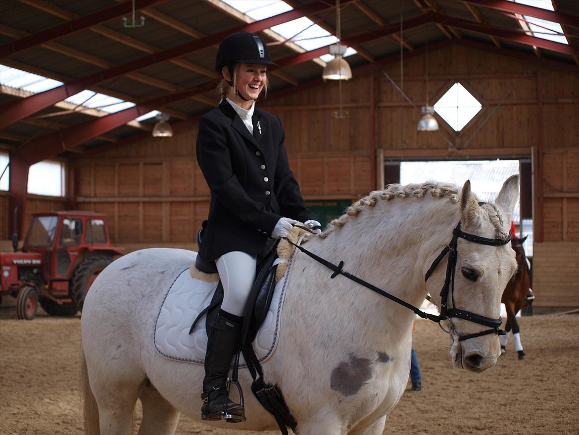 Anden særlig race Silverlea Picasso-gl.part - Stævne i marts 2010  billede 4