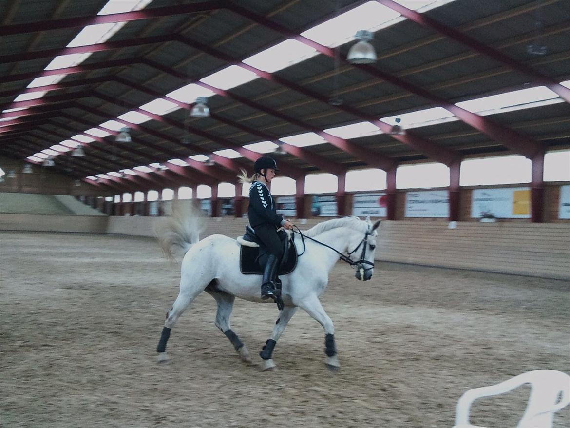 Anden særlig race Silverlea Picasso-gl.part - Juni 2010 billede 8