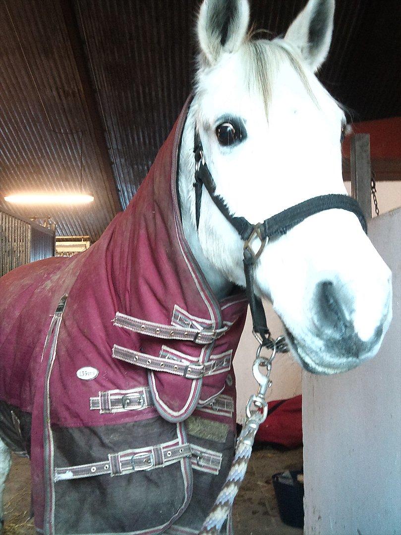 Anden særlig race Silverlea Picasso-gl.part - Sidste dag på Hovgaard - december 2010 billede 18