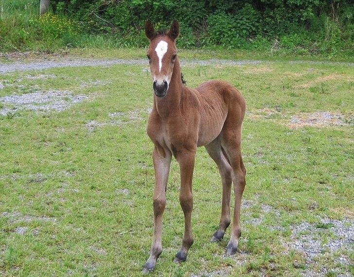 Dansk Varmblod Cassiopeia billede 4