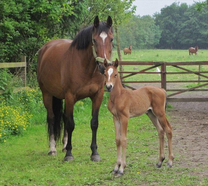 Dansk Varmblod Cassiopeia billede 3