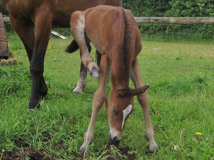 Dansk Varmblod Cassiopeia billede 7