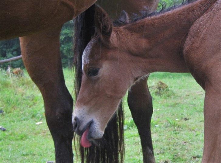 Dansk Varmblod Cassiopeia billede 8