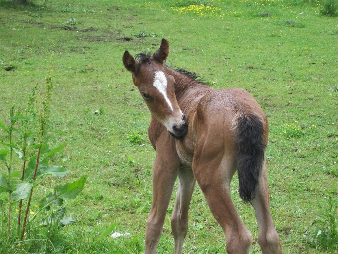 Dansk Varmblod Cassiopeia billede 10