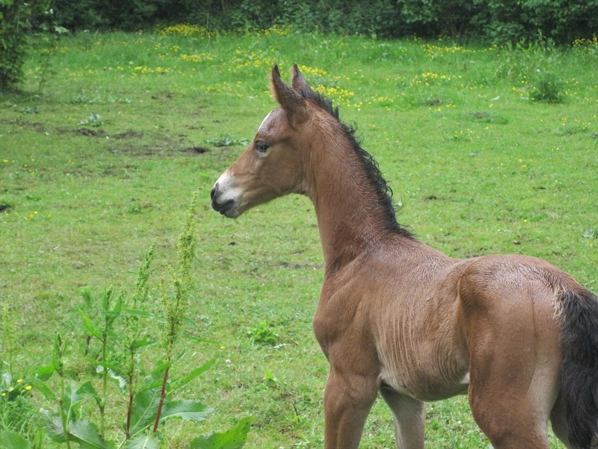 Dansk Varmblod Cassiopeia billede 12