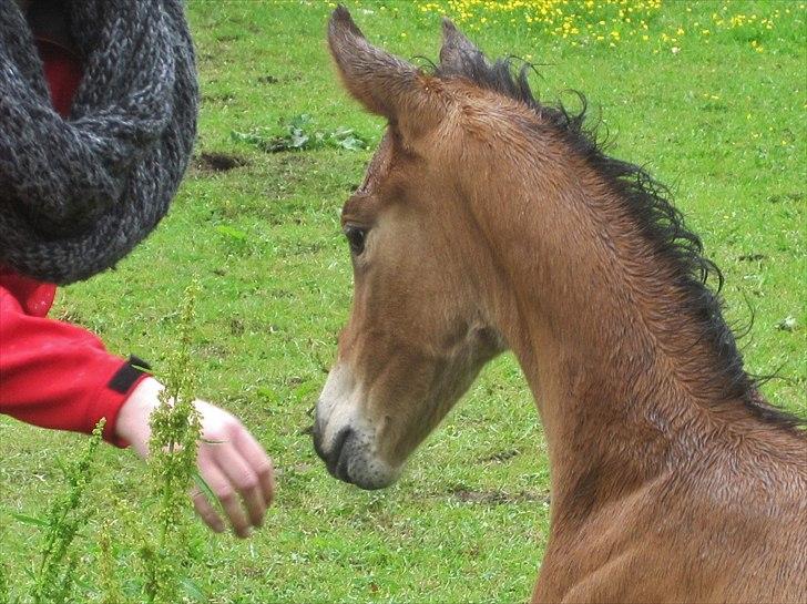 Dansk Varmblod Cassiopeia billede 13