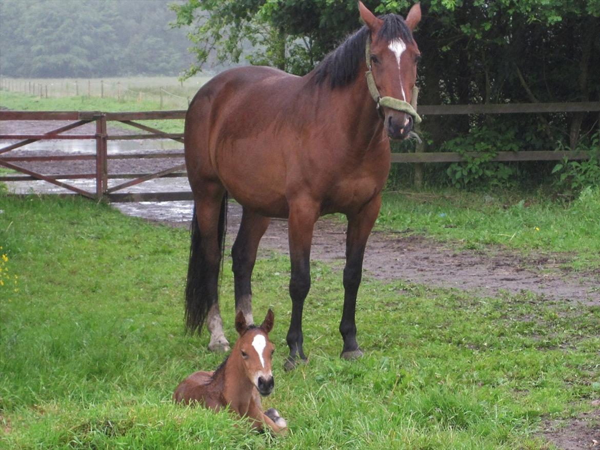 Dansk Varmblod Cassiopeia billede 16
