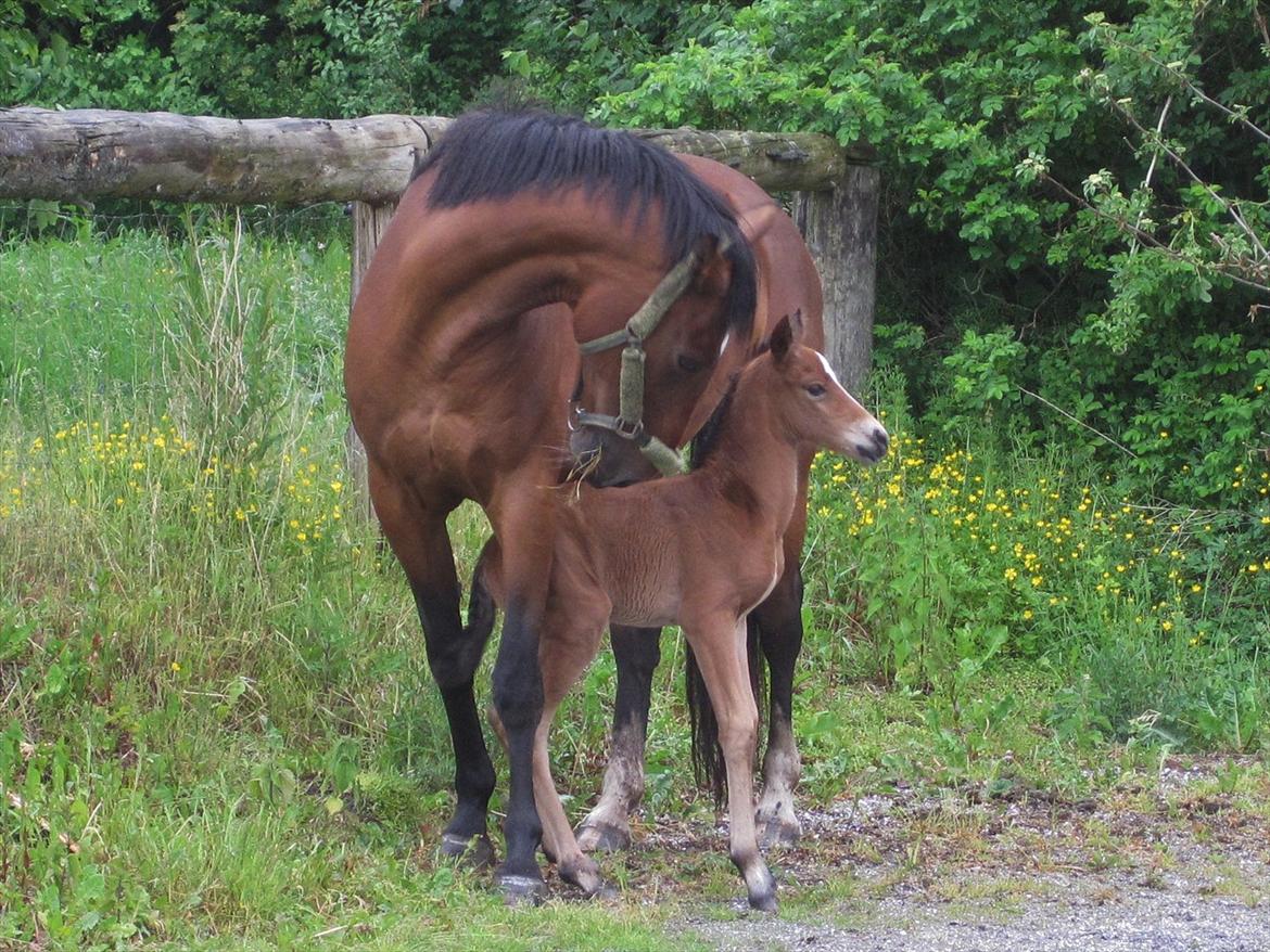 Dansk Varmblod Cassiopeia billede 17