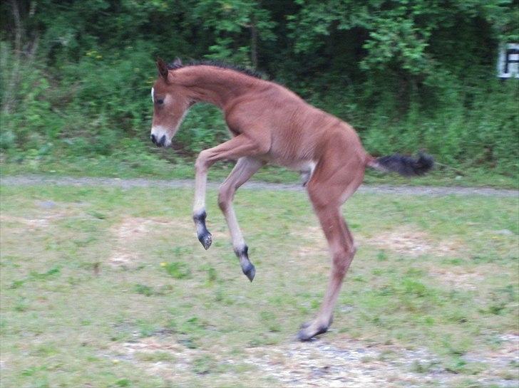 Dansk Varmblod Cassiopeia billede 18
