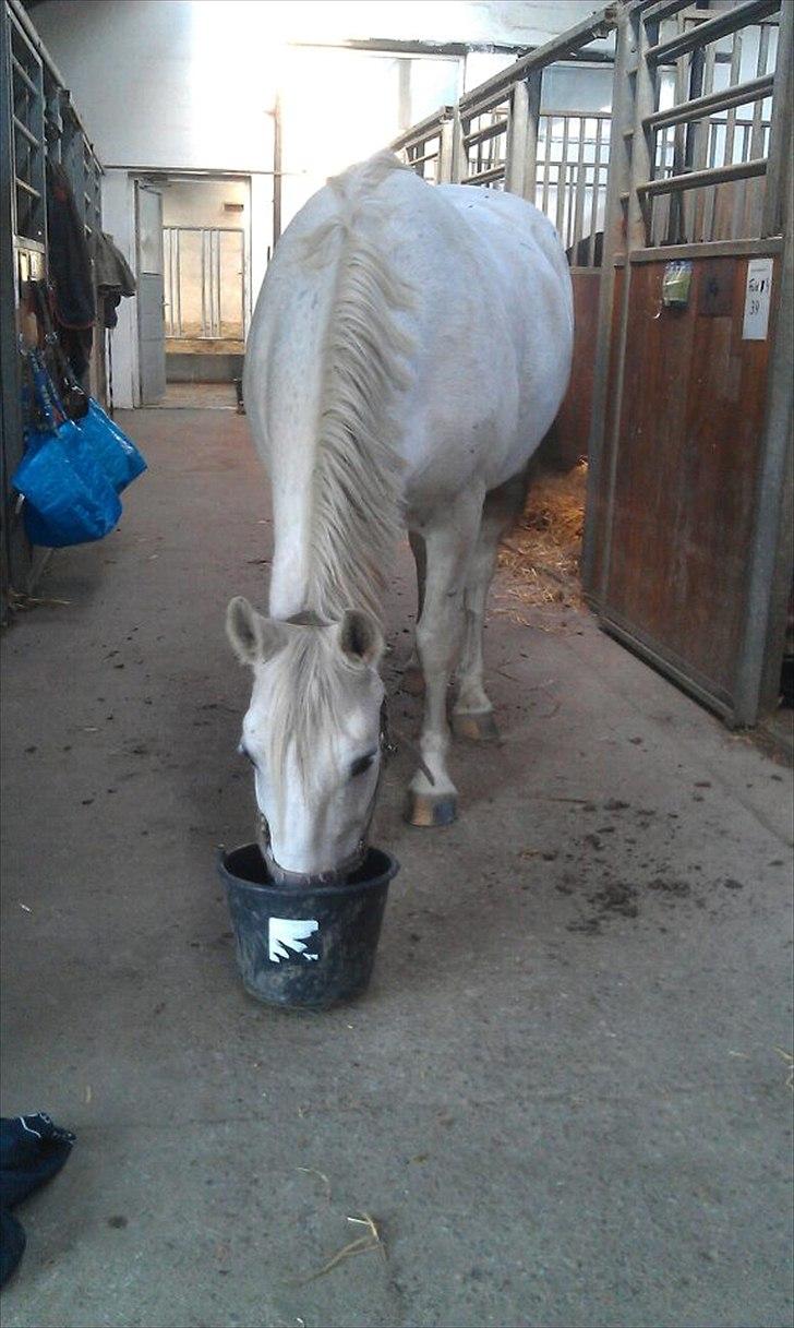 Anden særlig race Silverlea Picasso-gl.part - Et besøg ud til bassen med gulerødder i september 2011  billede 19