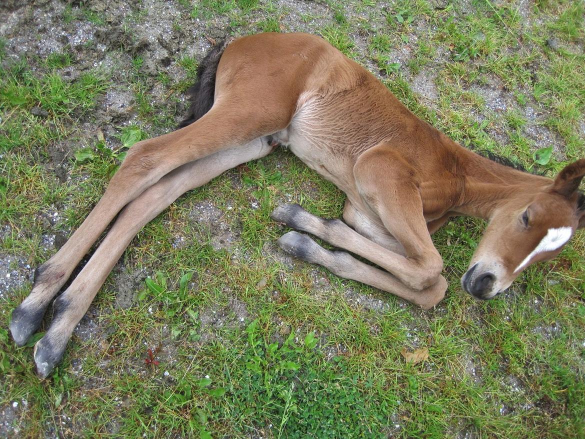 Dansk Varmblod Cassiopeia billede 19