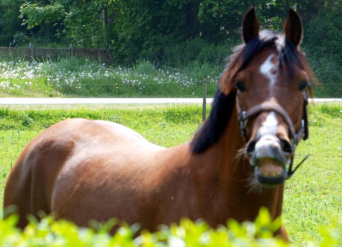 Welsh Cob (sec D) Bjeldbaks Rollo billede 2