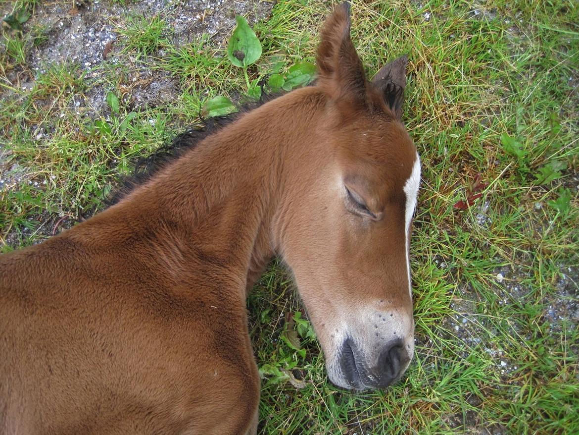 Dansk Varmblod Cassiopeia billede 20