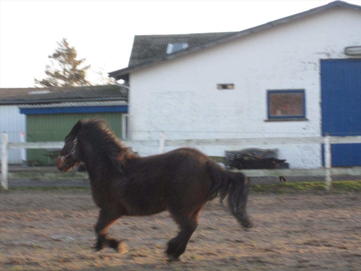 Anden særlig race charmer <3 - det kan ikke gå  forstærk i følge hans hoved billede 3