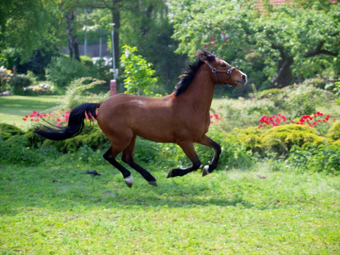 Welsh Cob (sec D) Bjeldbaks Rollo billede 3