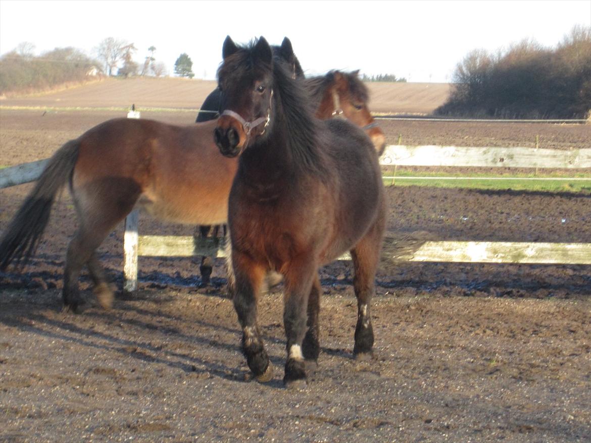 Anden særlig race charmer <3 - så lige hvor stor jeg kan blive når jeg buster mig op :D billede 2
