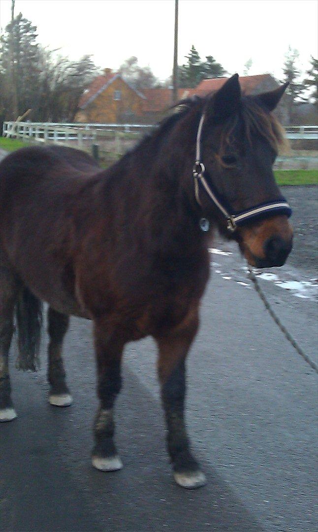 Anden særlig race charmer <3 - ude på en tur billede 4
