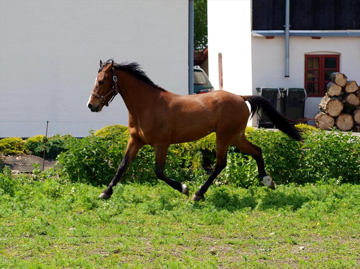 Welsh Cob (sec D) Bjeldbaks Rollo billede 8