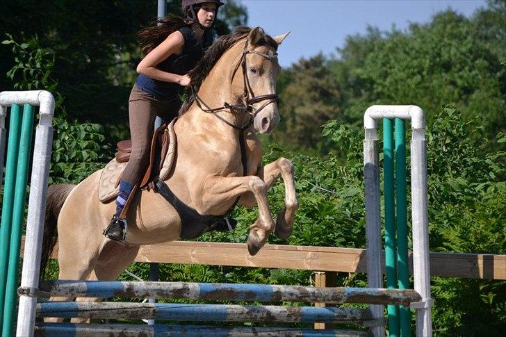 Anden særlig race Sioux billede 1